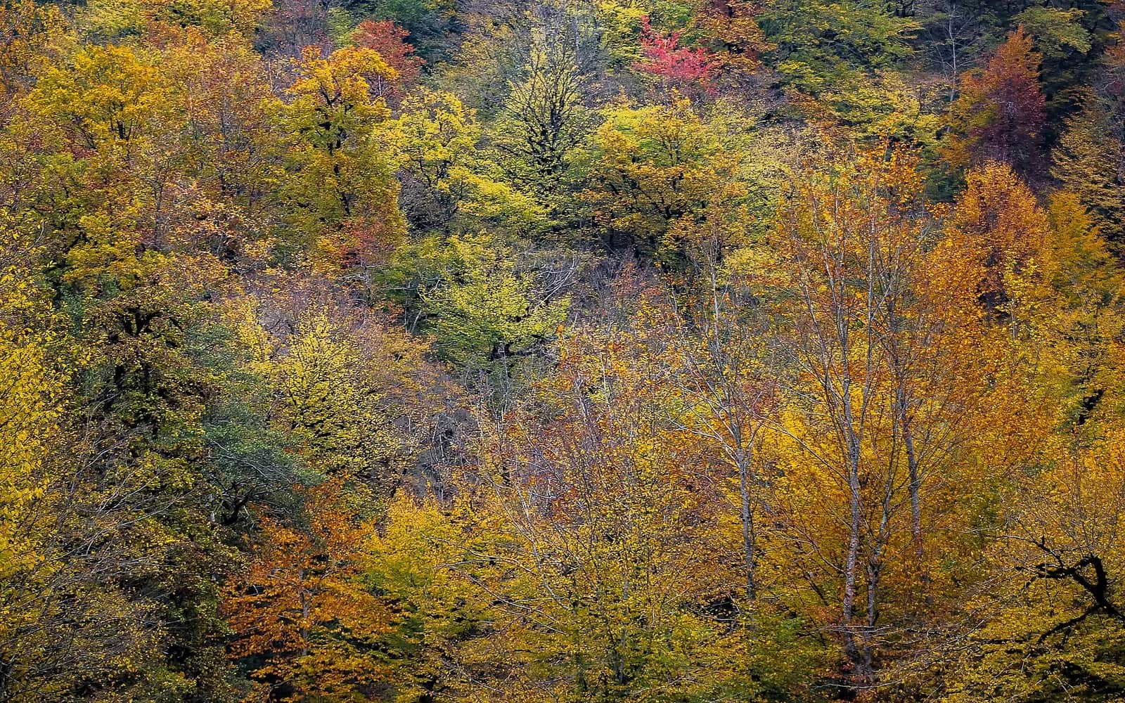 Yellow and orange autumn foliage in the Gabala region