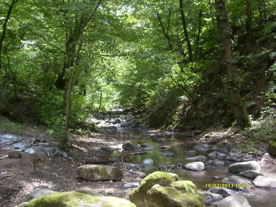 Rocky stream beneath green forest canopy in the Masalli Istisu area