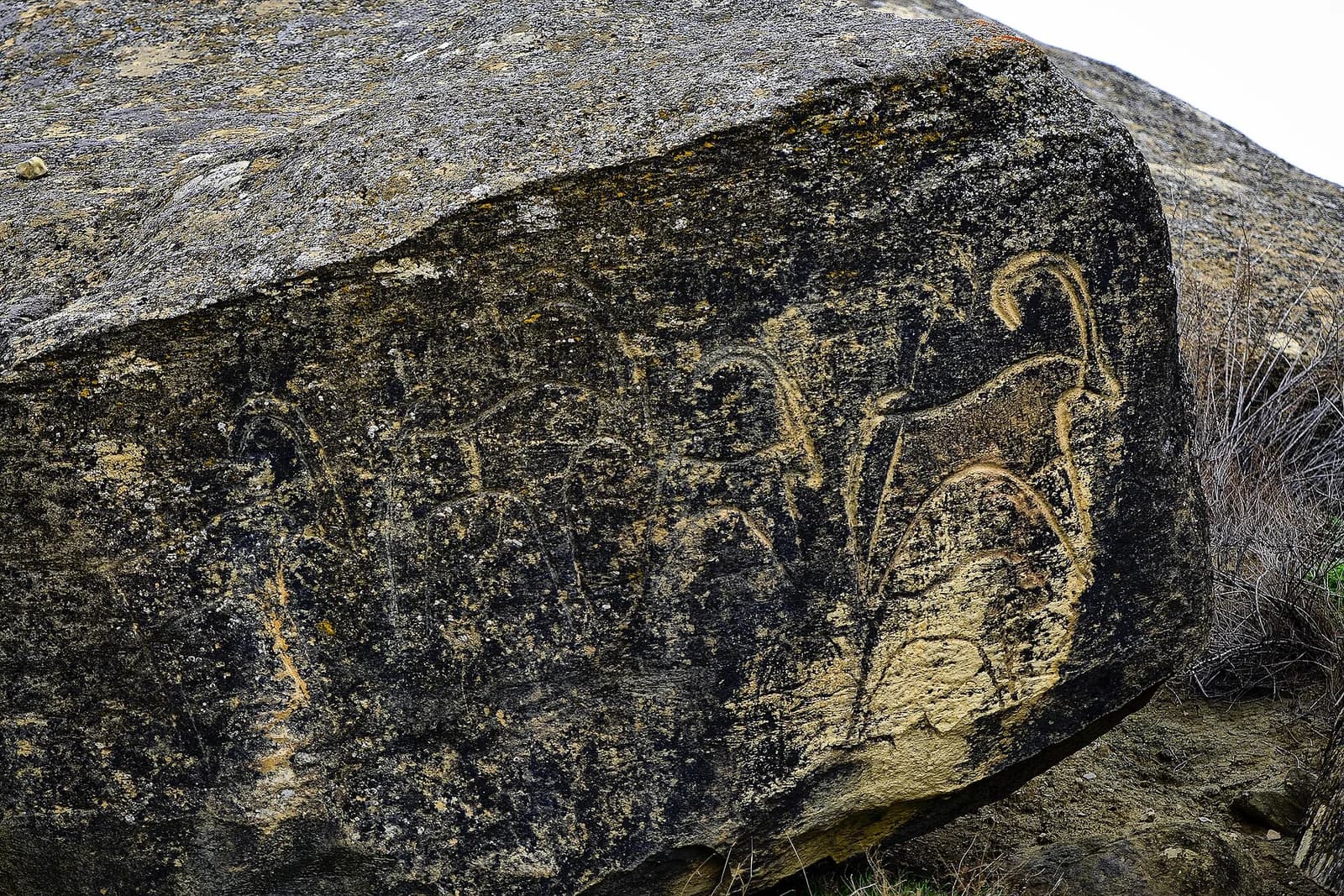 Stone Age animal carvings on a dark boulder at Gobustan