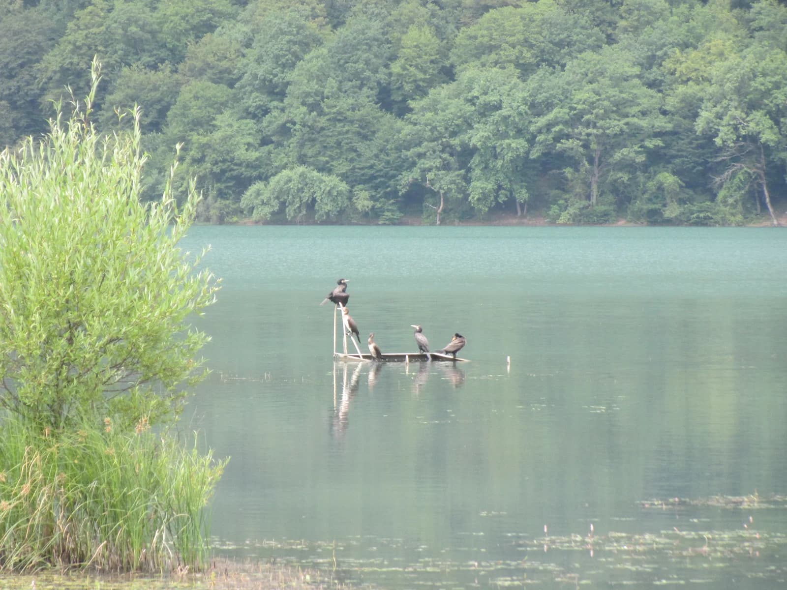 Nohur Lake and the forested foothills near Gabala